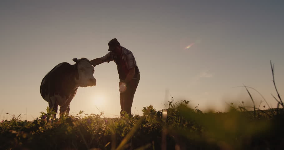 A dairy farmer stands near a cow in a pasture. Beautiful sunset over a pasture