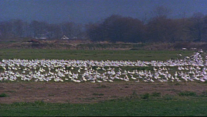 Flock of birds