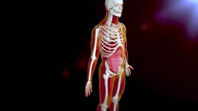 Anatomy of human body with digestive system. cutaway, other organs, Skeleton X-Ray Internal Organs. X-Ray of a male skeleton displaying his internal Animation, healthcare, medical, science, education.