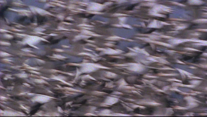 Flock of birds