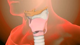 Vocal cords in the esophagus, Throat Anatomy, mouth, nose showing the inside of the mouth, esophagus and trachea, neck of tetrapods involved in breathing, producing sound, protecting the trachea.