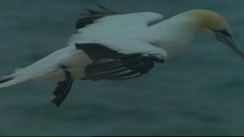 Australasian Gannet