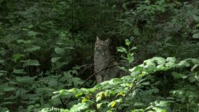 The Lynx is Sitting Calmly Among the Bushes and Observing the Surroundings. Eurasian Lynx is Native to European, Central Asian, and Siberian Forests. It Hunts by Stalking and Jumping on its Prey. - Powered by Shutterstock - Get 15% off with code: PIKWIZARD15