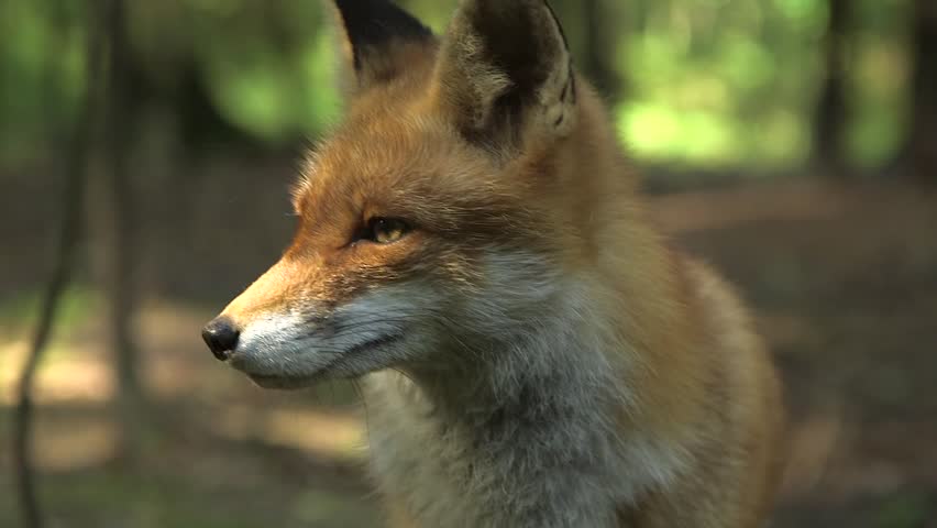 Red Fox Approaches Camera and Looks Around in Closeup. Nice Fox Portrait. A Red Fox Has a Long History of Association with Humans, Having Been Extensively Hunted as a Pest and Furbearer.