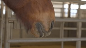 This video shows a close up, side view of a horse's mouth.