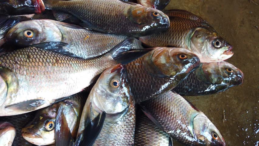 heap of freshly harvested catla carp fish ready for sale in Indian fish market