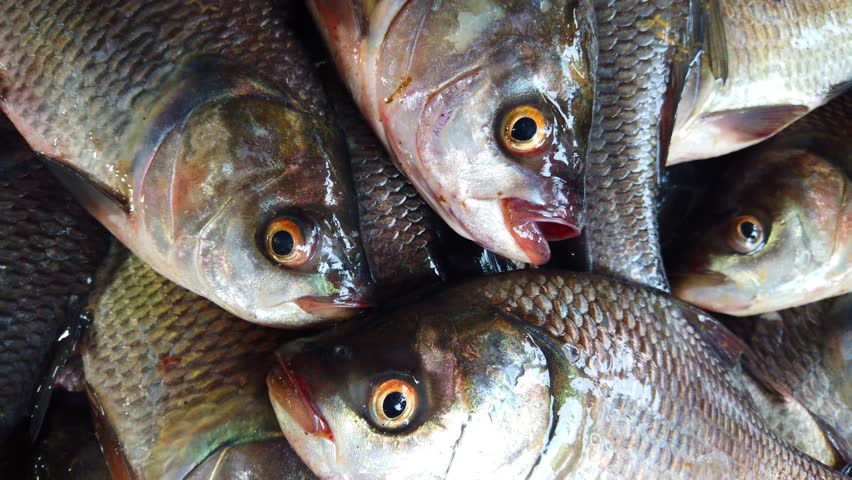 heap of freshly harvested catla carp fish ready for sale in Indian fish market