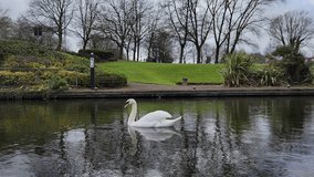 Nature| Beautiful lake with white swan| ducks | Small Riverside | Swan| Raw video