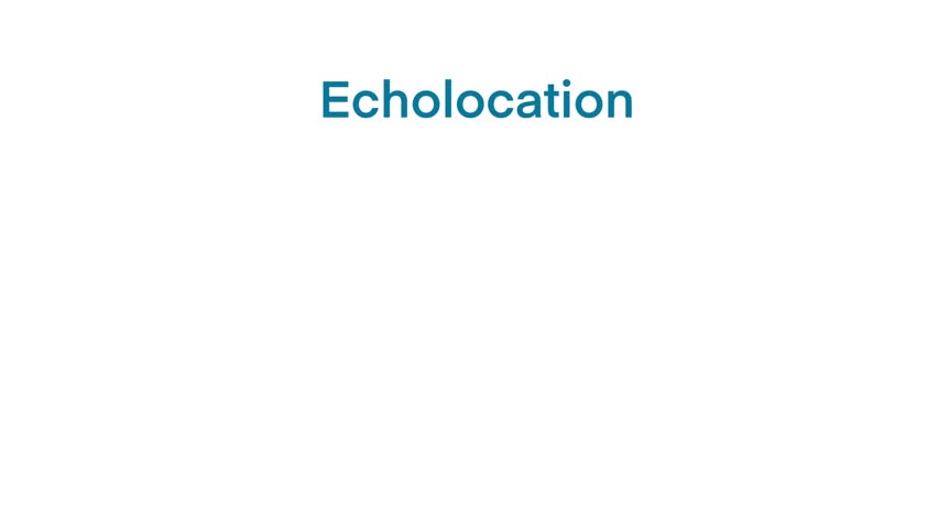 echolocation in bat, bat hunt their prey by making high pitched sounds and listening for echoes, Echolocation in Bat, Echo. Audio source from the speaker hitting an obstacle, prey, returning, Bio sona Royalty-Free Stock Footage #3461796749