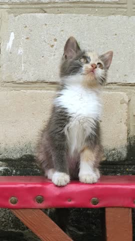 Portrait of a small tricolor kitten that sits in the bench and looks at the camera. Cute little cat lie in summer day outdoor. Animals in nature. Colorful kitty