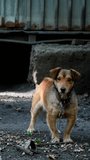 Dog on a chain guards the house. Mongrel dog near the booth guards the territory. Small brown yard dog in the courtyard of a residential building on a chain. The animal barks at people Vertical video