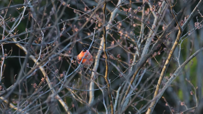 Male Bullfinch feeding on some Wych elm flowers in an Estonian boreal forest on a spring evening