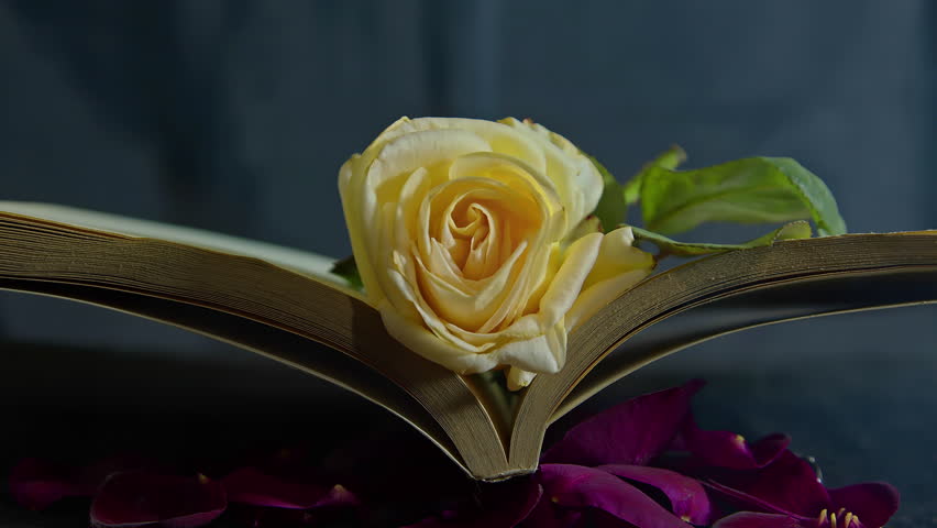 Beautiful Yellow Rose in the Book Footage.