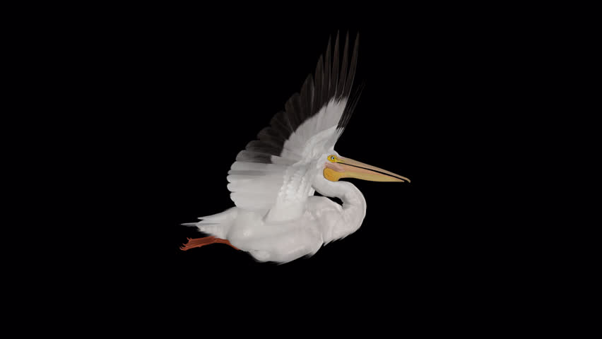 White American Pelican Bird - Flying Loop - Side View Closeup - Realistic 3D animation isolated on green background with alpha channel