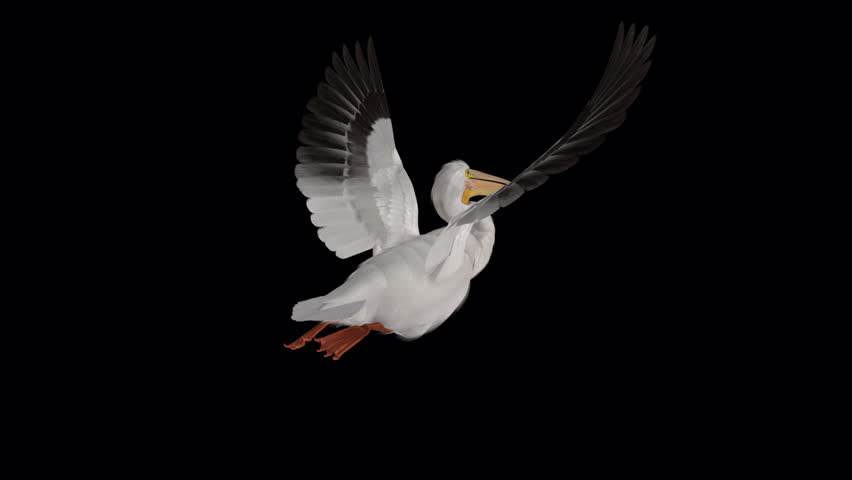 White American Pelican Bird - Flying Loop - Back Angle View Closeup - Realistic 3D animation isolated on green background with alpha channel