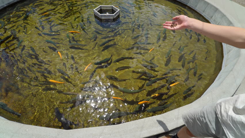 Feeding farmed fish at hatchery in Montana