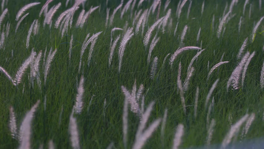 white grass flower blowing from wind blow