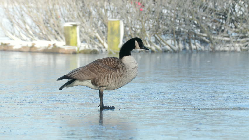 canada goose preen feather on slippery ice lower head Branta canadensis ostensjovannet bird sanctuary norway
