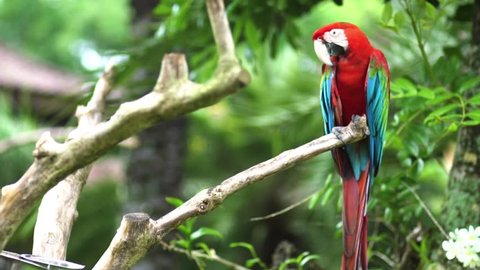 Macaw bird sitting on a tree trunk