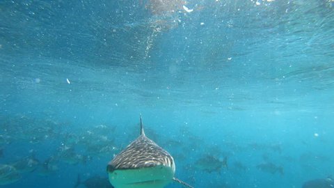 Grey reef shark bites camera