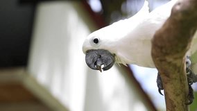 cockatoo in the wild, exotic birds, white parrot, tropics, vertical video	