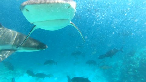 Many reef sharks biting camera
