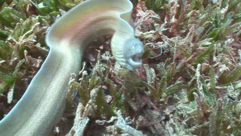 moray eel swimming fast underwater