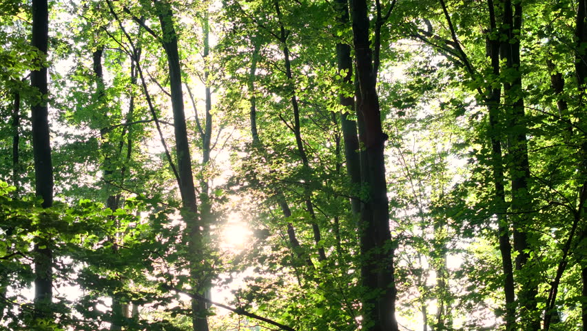 AERIAL, LENS FLARE: Golden sun rays pierce through a lush forest