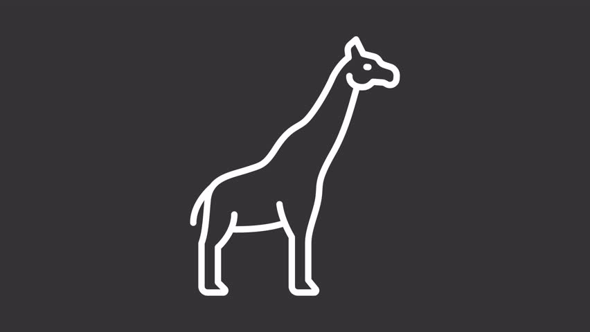 Animated giraffe white icon. Zoo african animal line animation. Rocking head, tall neck. Wildlife nature. Isolated illustration on dark background. Transition alpha video. Motion graphic