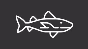 Animated swimming shark white icon. Floating fish line animation. Ocean dangerous predator. Wild undersea. Isolated illustration on dark background. Transition alpha video. Motion graphic