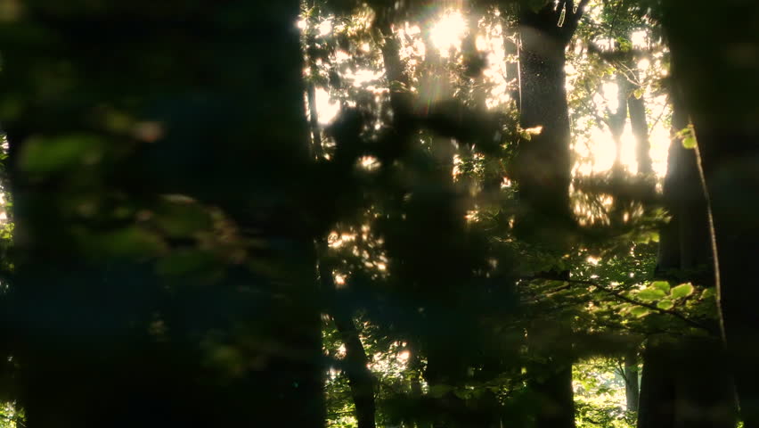 AERIAL, LENS FLARE: Moving through forest, tree trunks pass by, a kaleidoscopic colorful sunlight pierces through the green crowns The trees are lush and green. A serene sunny day in the spring woods.