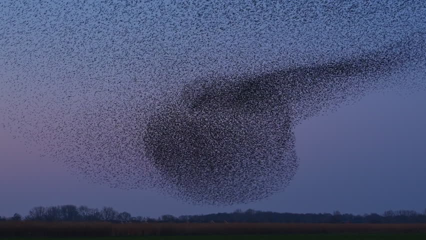 Starling birds flying in a large group in the sky during sunset at the end of a winter day.Starlings (Sturnidae) murmuration in the sky that move in shape-shifting clouds before the night.