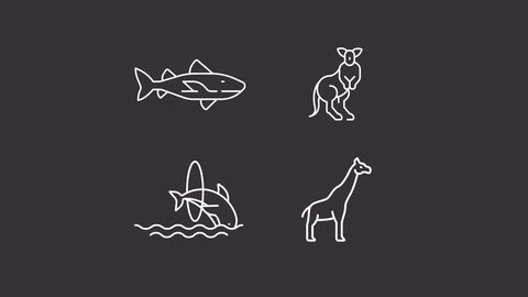 Animated wildlife white icons. Wild living animals line animation library. Ocean life, tropical zoology. Isolated illustrations on dark background. Transition alpha. HD video. Icon pack Stockvideó