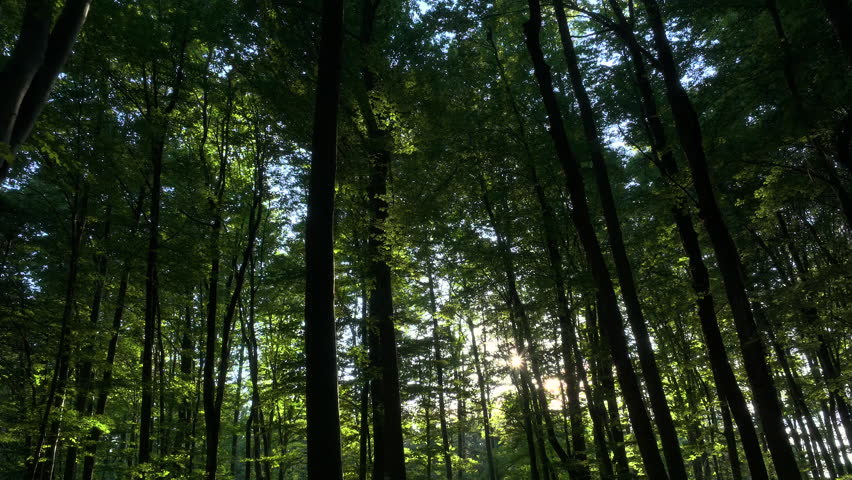 AERIAL: Flying between the majestic tree trunks through a lush green forest, illuminated by the sunlight poking through the trees. Sky is blue beyond tree crowns and bright sun is shining through.