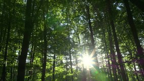 AERIAL: Flying between the majestic tree trunks through a lush green forest, illuminated by the sunlight poking through the trees. Sky is blue beyond tree crowns and bright sun is shining through. - Powered by Shutterstock - Get 15% off with code: PIKWIZARD15