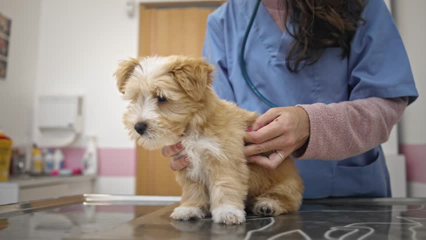 Little ill dog visit veterinary clinic. Animal health care. Nurse heal small sick doggy. Pet vet job. Person check up unwell puppy. Stethoscope pup examination healthcare lab. Veterinarian treatment. Royalty-Free Stock Footage #3462310387