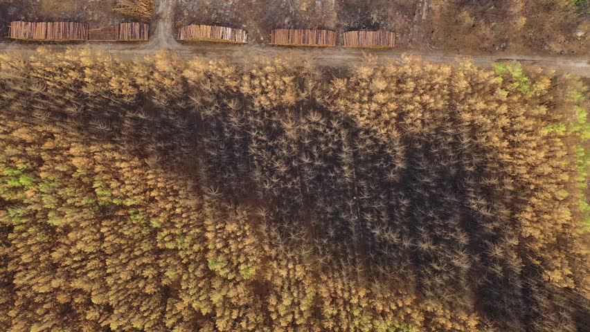 Aerial view of Charlottenburg Palace garden in autumn with deforested woodland, Charlottenburg-Wilmersdorf, Berlin.