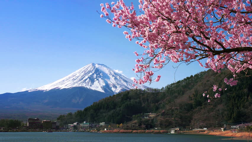 Fuji mountain and cherry blossoms in spring, Japan.
