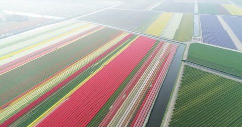 Aerial shoot: Stack of footage, Tulip fields, Amsterdam Netherlands 4k