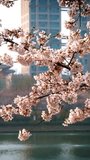 Blooming sakura cherry blossom branch against skyscraper building background in spring, Seoul, South Korea