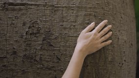 Baobab Tree Texture: Woman's Gentle Touch in Botanical Garden