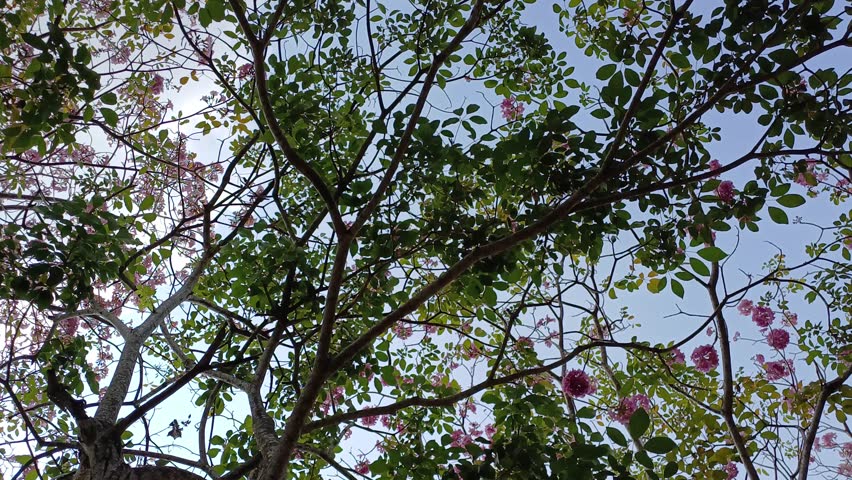 Bottom view of rosy trumpet tree foliage in the morning with blue sky. Tranquil natural background with trees, leaves, flowers of tabebuia rosea, swaying on wind in Mekong Delta Vietnam. Royalty-Free Stock Footage #3462426305