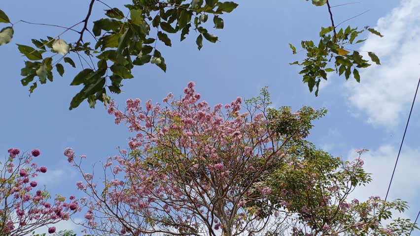Bottom view of  tabebuia rosea flowers in the morning with blue sky cloud. Tranquil natural background with trees, leaves, flowers of rosy trumpet tree, swaying in wind at Mekong Delta Vietnam. Royalty-Free Stock Footage #3462429761