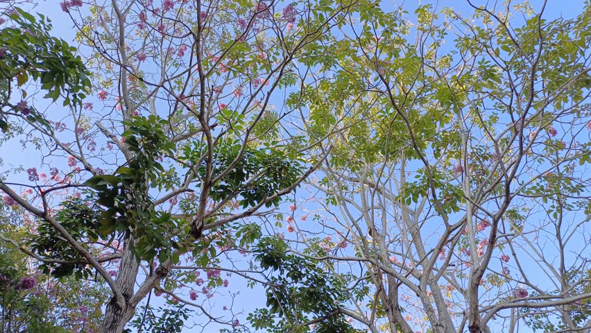 Bottom view of rosy trumpet tree foliage in the morning with blue sky. Tranquil natural background with trees, leaves, flowers of tabebuia rosea, swaying on wind in Mekong Delta Vietnam. Royalty-Free Stock Footage #3462430927