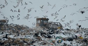 birds in the landfill footage videos 2024.