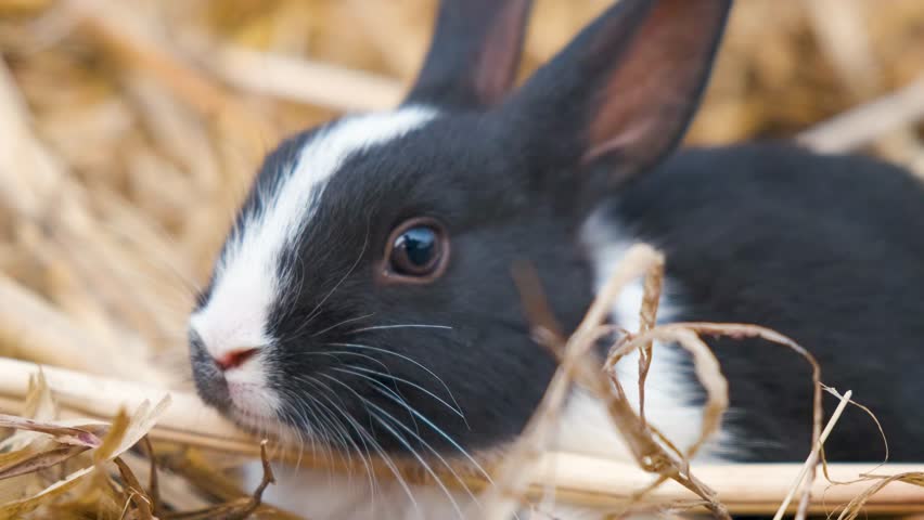 Rabbit bunny eating grass. cute Bunnies. Close-up footage of a rabbit bunny. Cute funny bunny. Cute bunnies. the rabbit bunny's is sitting on the wood. Funny bunny. Cute little bunnies. Animals pets Royalty-Free Stock Footage #3462473555