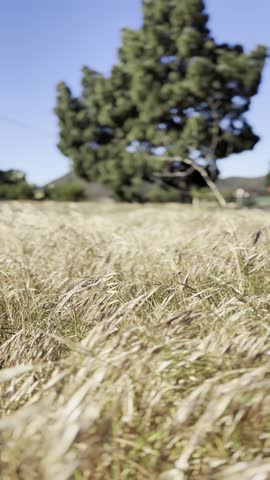 Natural meadow grass slowly swayed by wind blow. The beautiful green swaying grass field is relaxing  romantic. It waving along wind breeze. Slow motion  copy space. Green environment