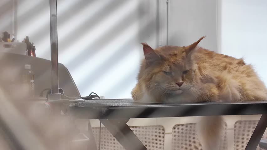 Brush the big ginger cat Maine. The cat is lying on the groomer's table Royalty-Free Stock Footage #3462505151