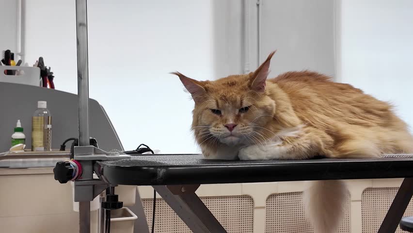 Brush the big ginger cat Maine. The cat is lying on the groomer's table Royalty-Free Stock Footage #3462505835