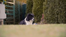 Border collie lying down o green grass. Shepperd dog. Dog in the garden with toy, blue and orange ripped ball. Slow motion video of dog. Border collie in english garden. Calm relaxing dog. Warm sun.